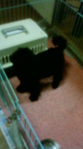 201303082220000.jpg