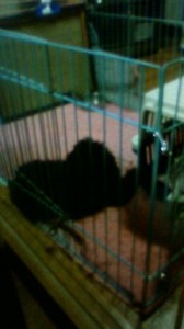 201303082242000.jpg