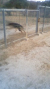 201303111805000.jpg