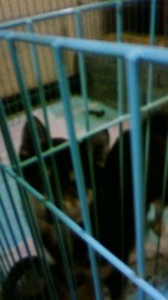 201303112302000.jpg