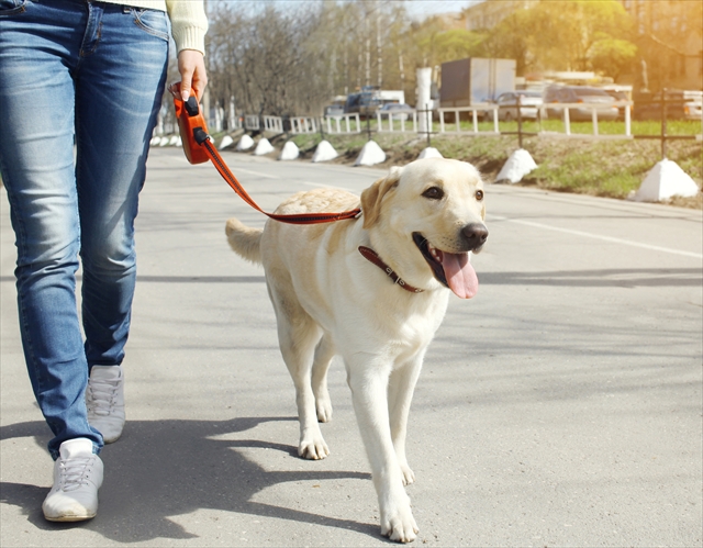 Owner and labrador retriever dog walking in the city