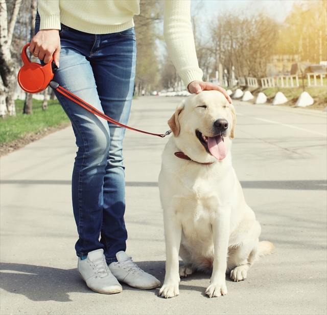 Owner and happy labrador retriever dog outdoors walking in summer day