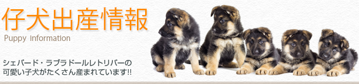 puppy_info_banner