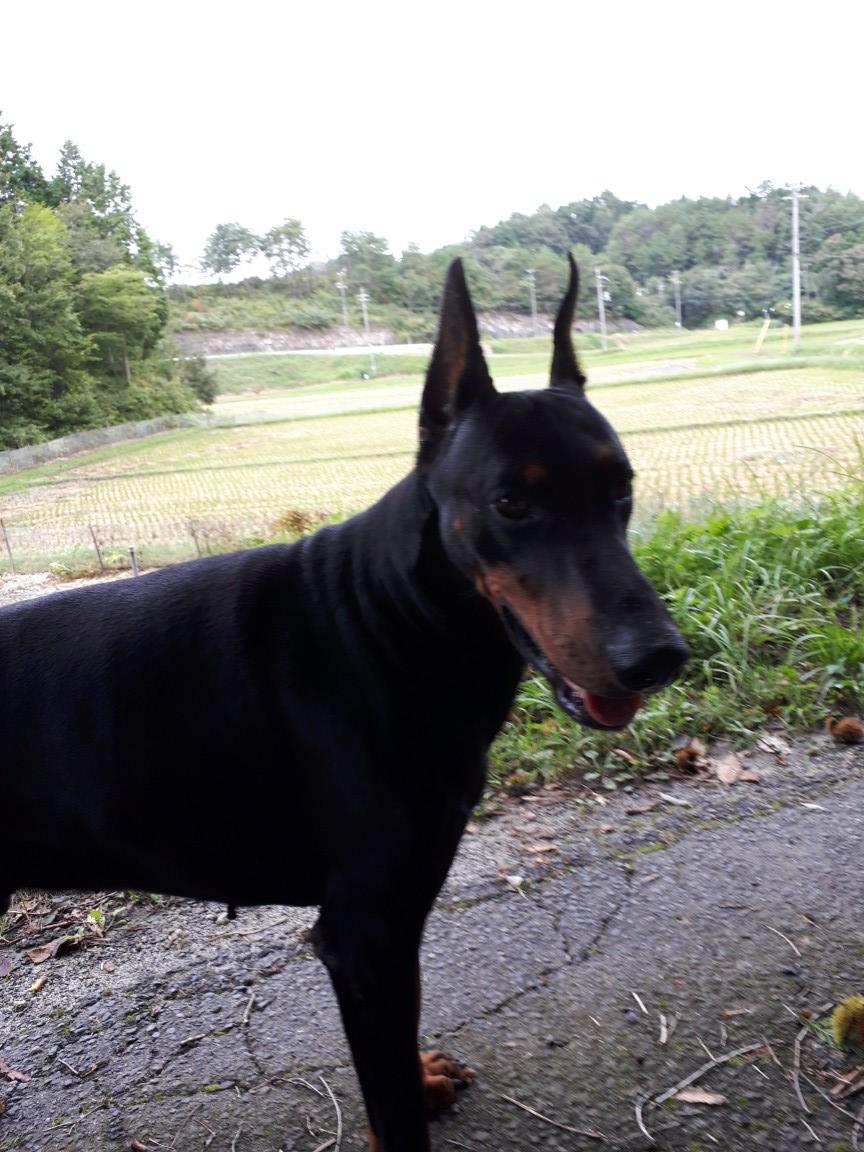 犬しつけ 訓練 ドーベルマン 京洛奈良警察犬訓練所