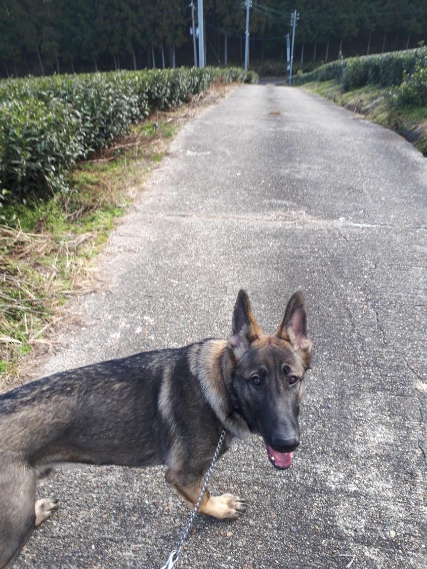 犬、しつけ、訓練、シェパード 京洛奈良警察犬訓練所