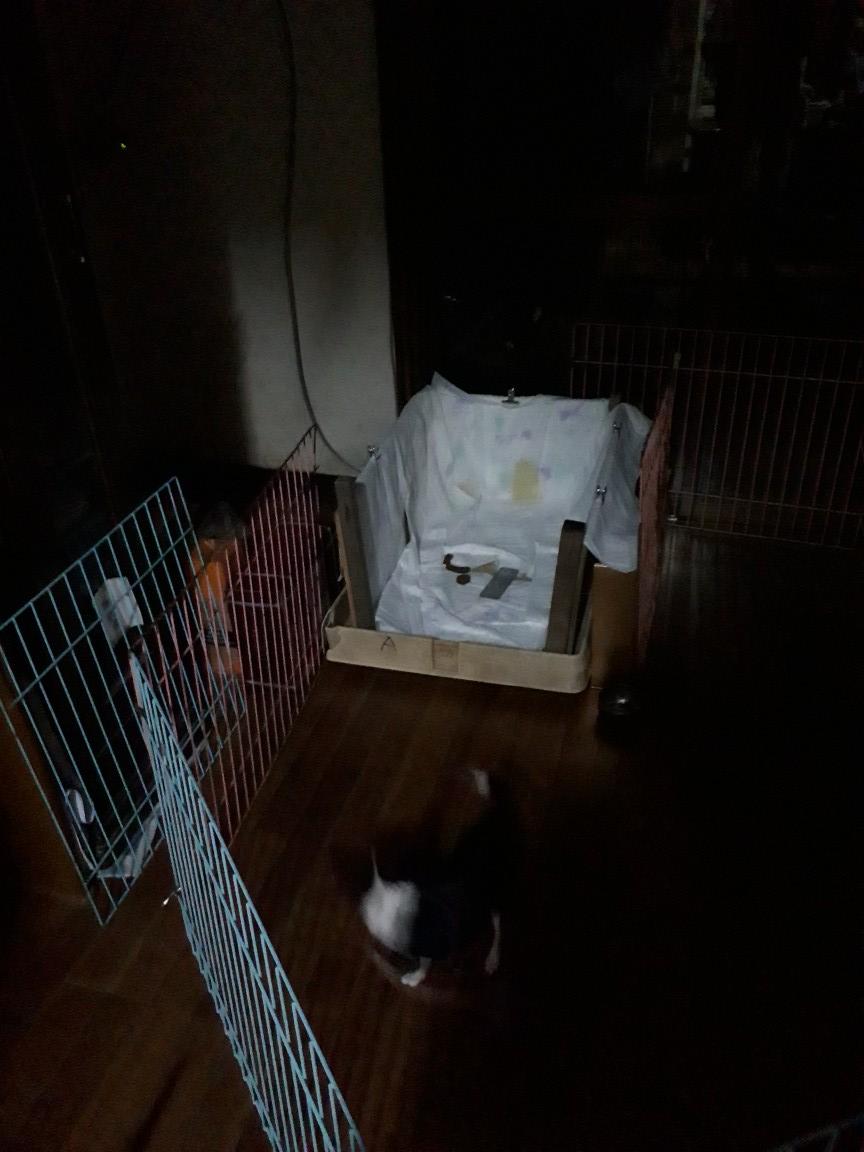 訓練所の日常 京洛奈良警察犬訓練所