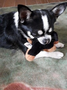 犬しつけ 訓練 チワワ 京洛奈良警察犬訓練所