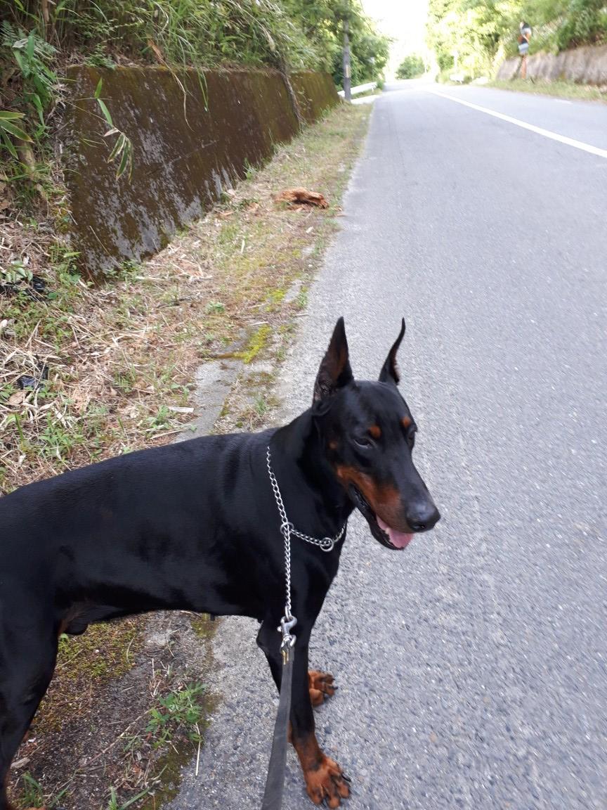 犬しつけ 訓練 ドーベルマン 京洛奈良警察犬訓練所
