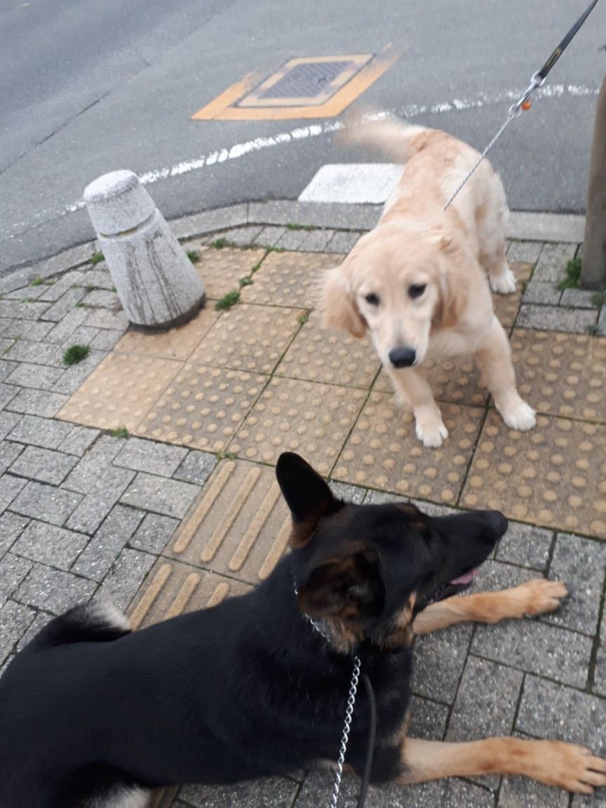 犬しつけ、訓練、シェパード 京洛奈良警察犬訓練所