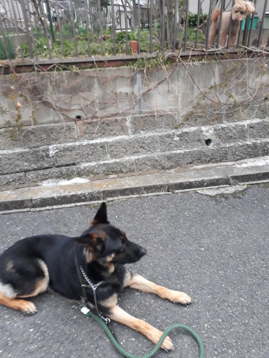 犬しつけ、訓練、シェパード 京洛奈良警察犬訓練所