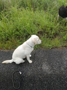 IMG_20260605_075357_1.jpg