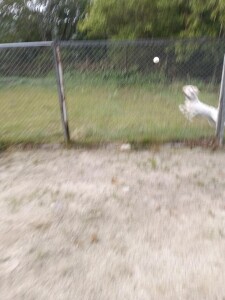 IMG_20260616_052819_1.jpg