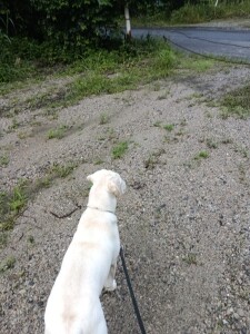 IMG_20260707_060055_1.jpg