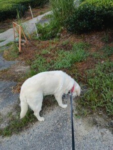 IMG_20260722_060109.jpg
