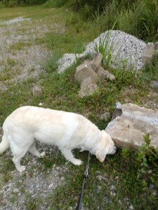 IMG_20260821_070525_1.jpg