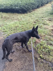 IMG_20260918_061126.jpg
